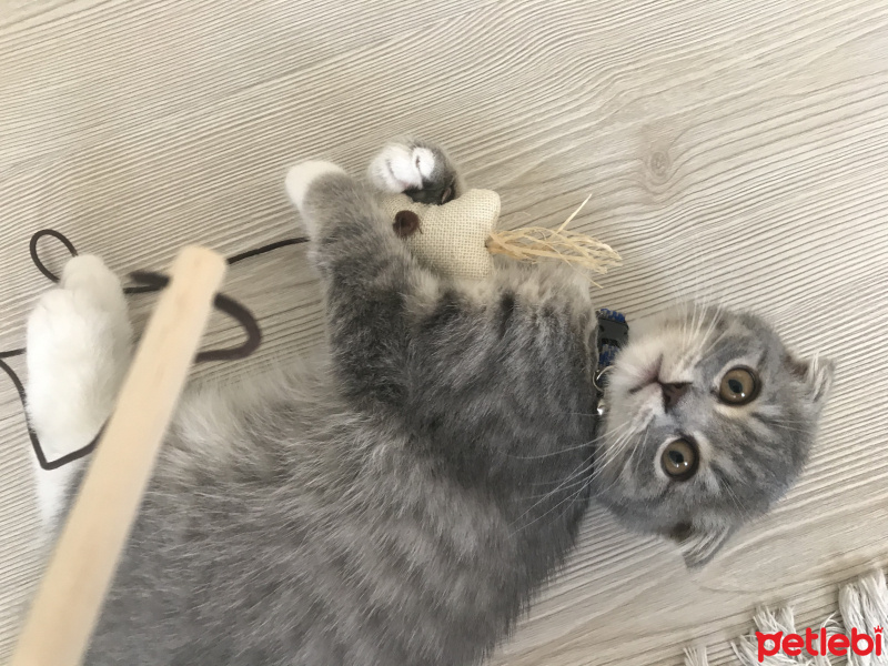 Scottish Fold, Kedi  Murphy fotoğrafı