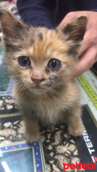 Somali, Kedi  Paşa fotoğrafı