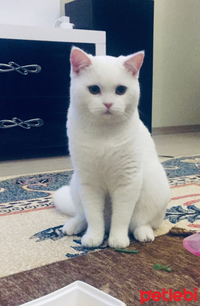 British Shorthair, Kedi  Sütlaç fotoğrafı