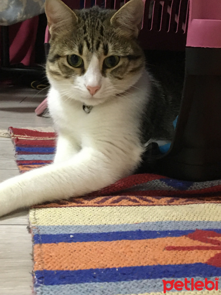 Tekir Kedi, Kedi  Hera fotoğrafı