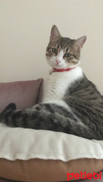 Tekir Kedi, Kedi  Hera fotoğrafı