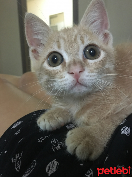 Sarman, Kedi  Limon fotoğrafı