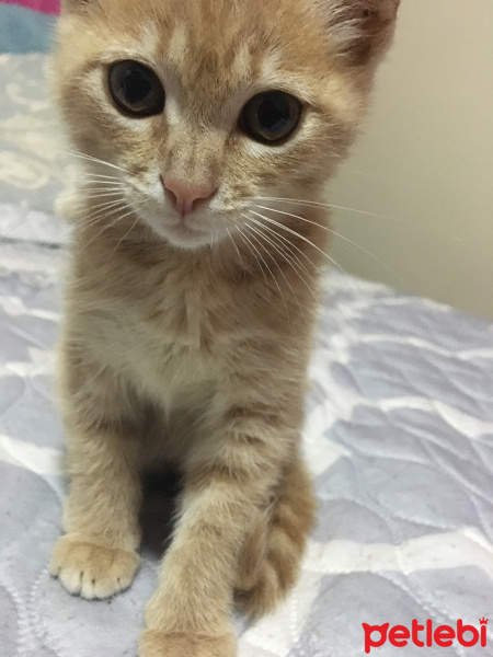 Sarman, Kedi  Limon fotoğrafı