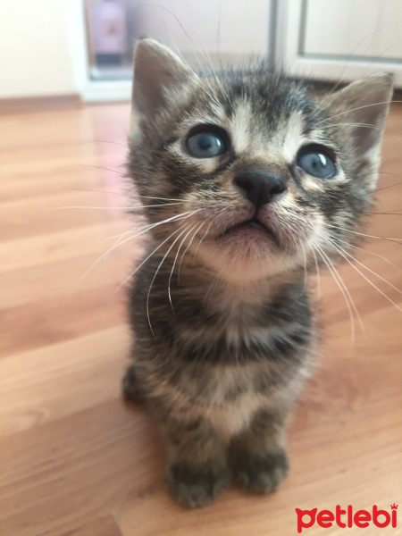 Tekir Kedi, Kedi  Masum ve kardeşleri fotoğrafı