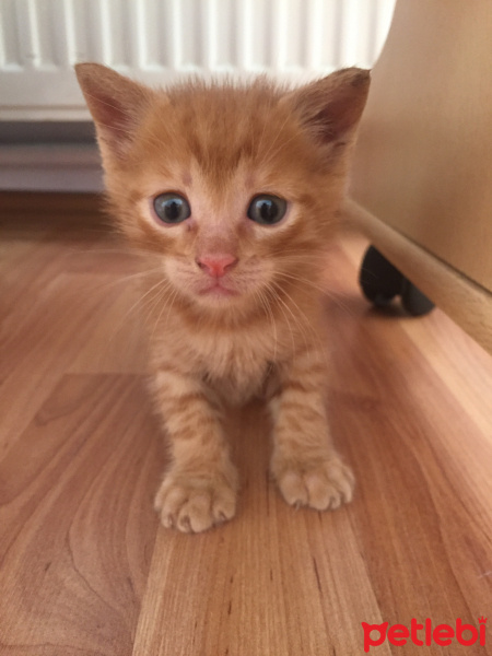 Tekir Kedi, Kedi  Masum ve kardeşleri fotoğrafı
