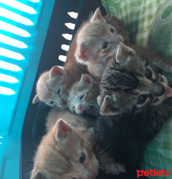 Tekir Kedi, Kedi  Masum ve kardeşleri fotoğrafı