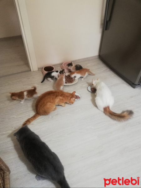 Sarman, Kedi  Havuç, çakıl, latte, şirin baba, şirine, meraklı,, fotoğrafı