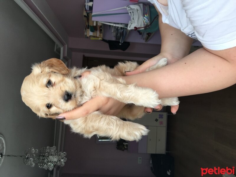 İngiliz Cocker Spaniel, Köpek  Dolly fotoğrafı