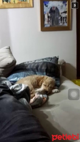İngiliz Cocker Spaniel, Köpek  Dolly fotoğrafı