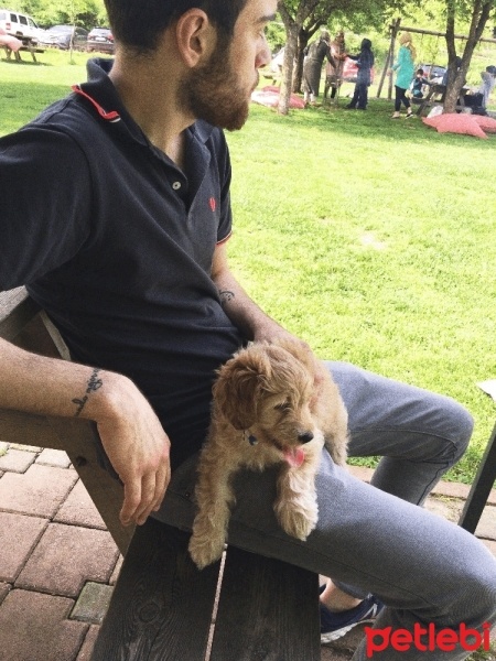 İngiliz Cocker Spaniel, Köpek  Dolly fotoğrafı