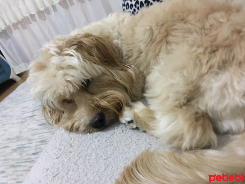 İngiliz Cocker Spaniel, Köpek  Dolly fotoğrafı