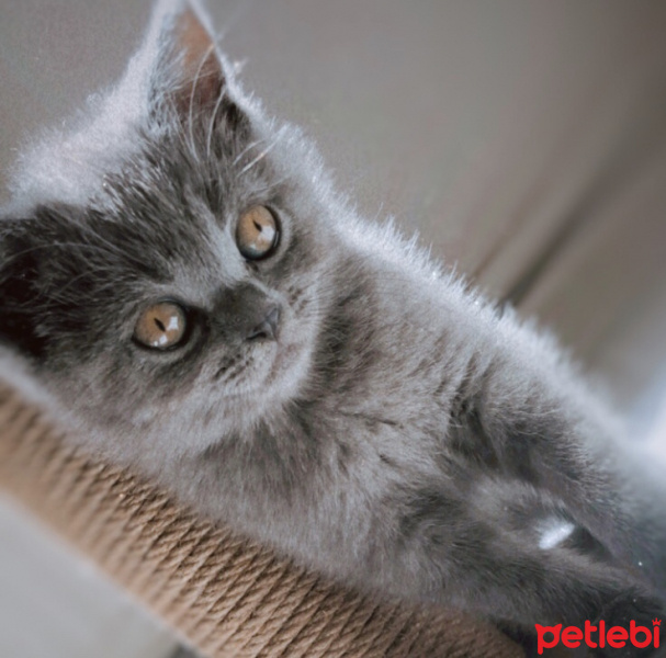 Birman, Kedi  lady fotoğrafı