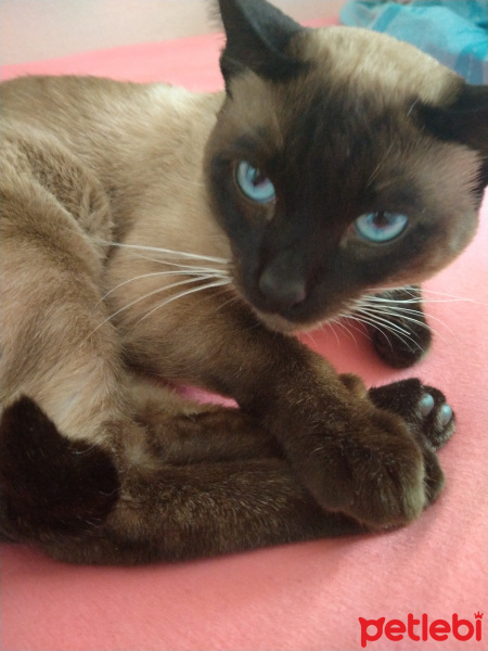 Siyam Kedisi, Kedi  Bubble fotoğrafı