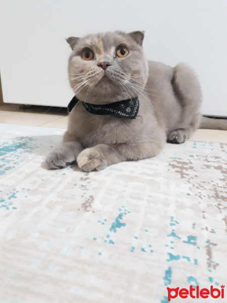 British Shorthair, Kedi  Pofu fotoğrafı