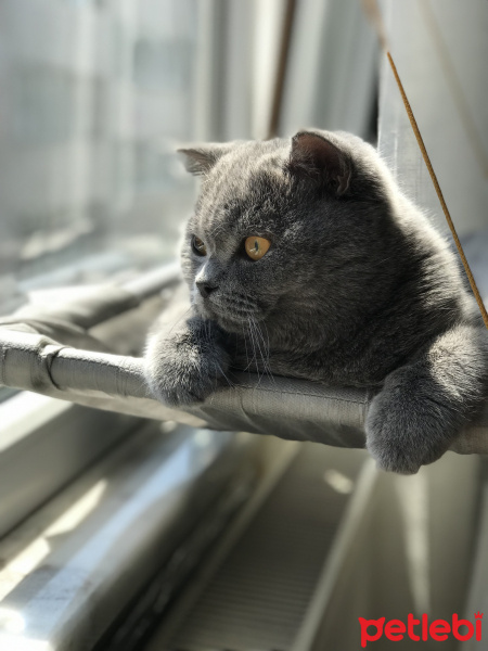 British Shorthair, Kedi  Chivas fotoğrafı