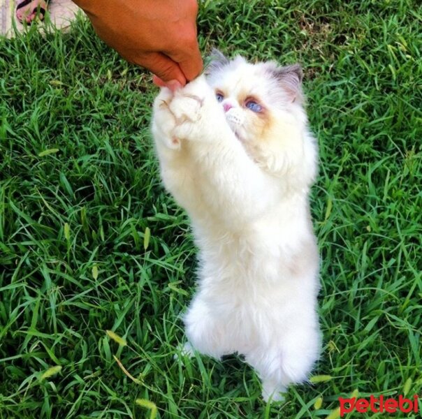 Chinchilla, Kedi  badem fotoğrafı