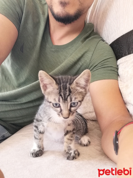 Tekir Kedi, Kedi  Adınısenkoy fotoğrafı