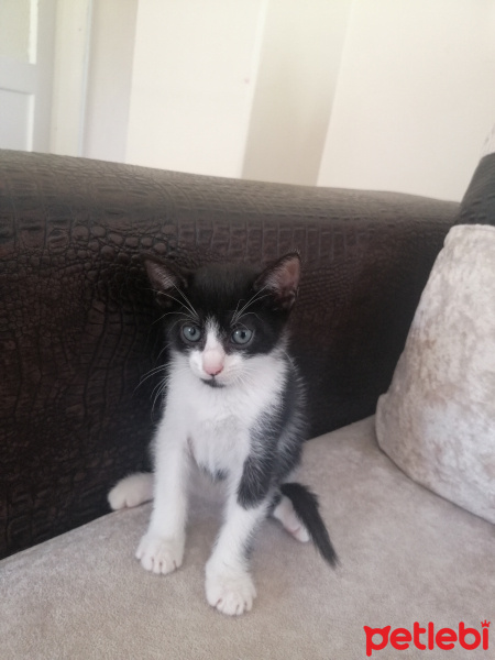 Tekir Kedi, Kedi  Adınısenkoy fotoğrafı