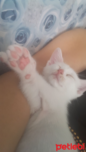 Ankara Kedisi, Kedi  İnci fotoğrafı