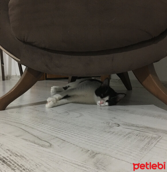 Tekir Kedi, Kedi  Şurup fotoğrafı