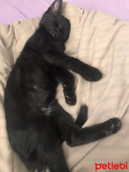 Bombay, Kedi  Bonita fotoğrafı