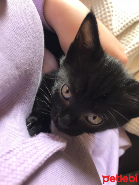 Bombay, Kedi  Bonita fotoğrafı