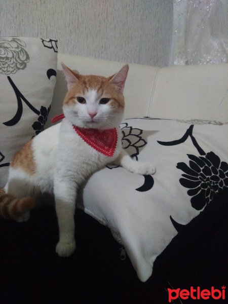 Sarman, Kedi  Polsy fotoğrafı