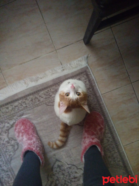 Sarman, Kedi  Polsy fotoğrafı