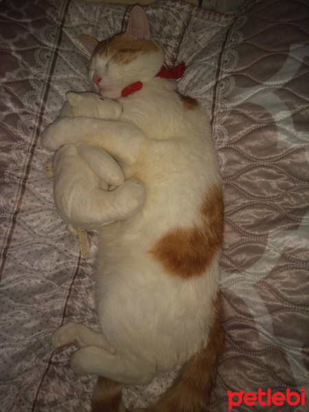 Sarman, Kedi  Polsy fotoğrafı