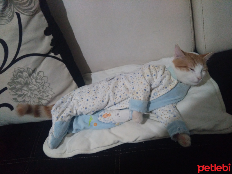 Sarman, Kedi  Polsy fotoğrafı