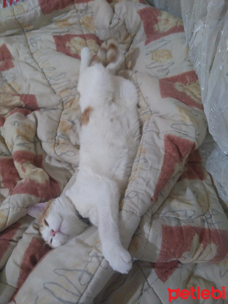 Sarman, Kedi  Polsy fotoğrafı