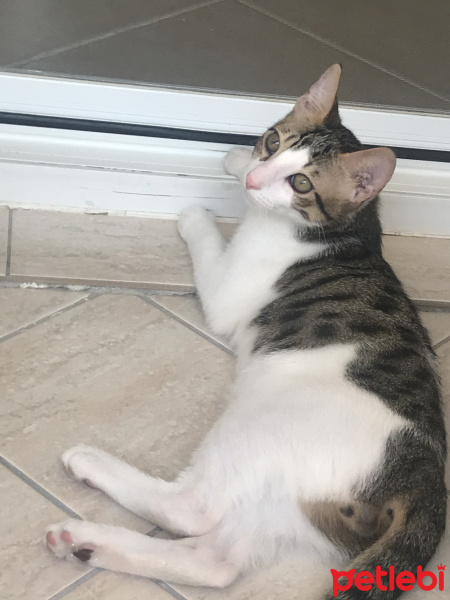 Tekir Kedi, Kedi  Alaca fotoğrafı