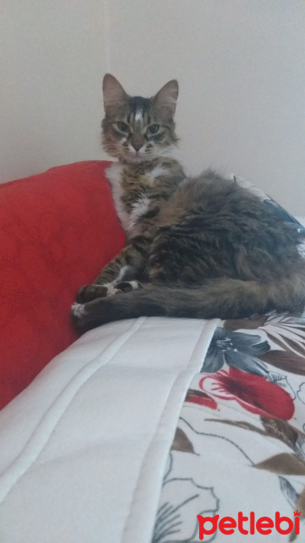 Korat, Kedi  Eylül fotoğrafı