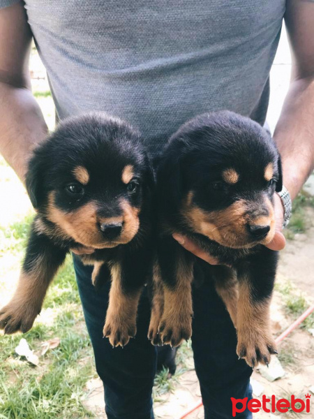 Rottweiler, Köpek  Rottweiler fotoğrafı