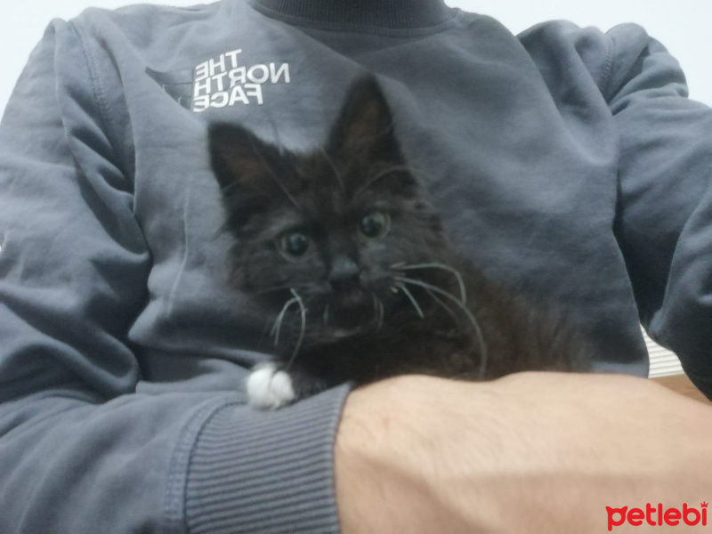 Tekir Kedi, Kedi  Ceku fotoğrafı