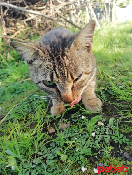 Tekir Kedi, Kedi  Diamond-tes fotoğrafı