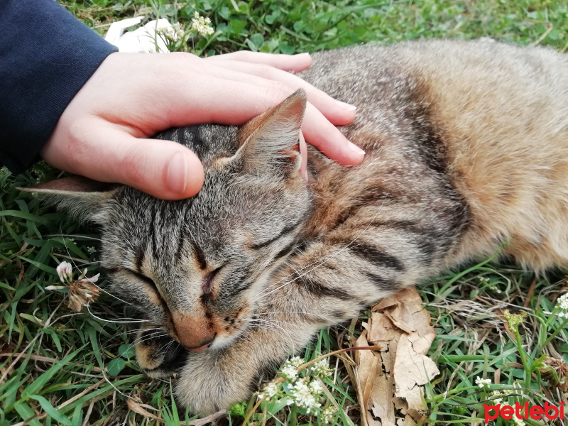 Tekir Kedi, Kedi  Diamond-tes fotoğrafı