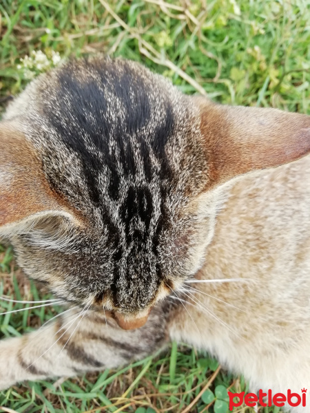 Tekir Kedi, Kedi  Diamond-tes fotoğrafı