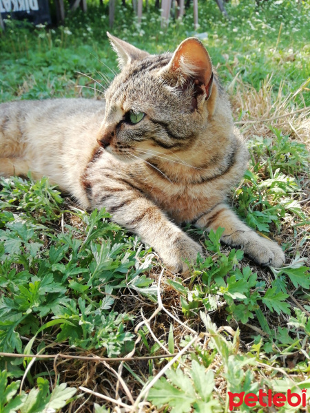 Tekir Kedi, Kedi  Diamond-tes fotoğrafı