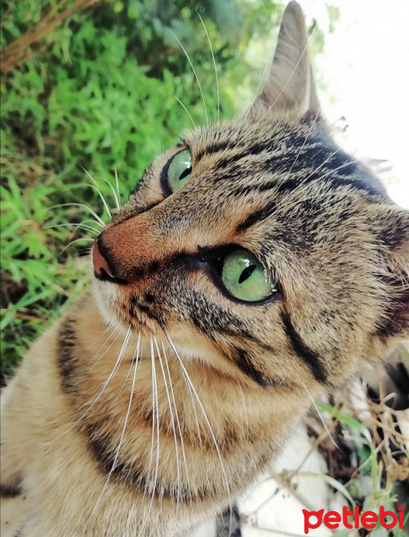 Tekir Kedi, Kedi  Diamond-tes fotoğrafı