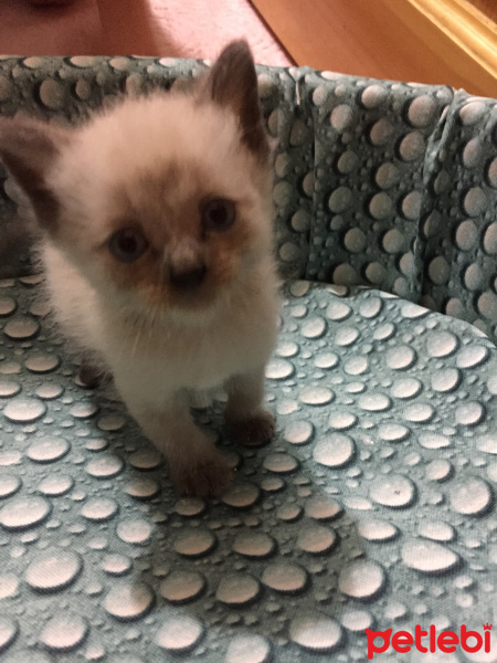 Siyam Kedisi, Kedi  Mişa fotoğrafı