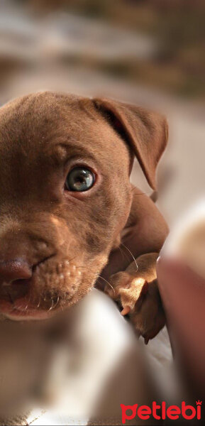 Boxer, Köpek  Alex fotoğrafı