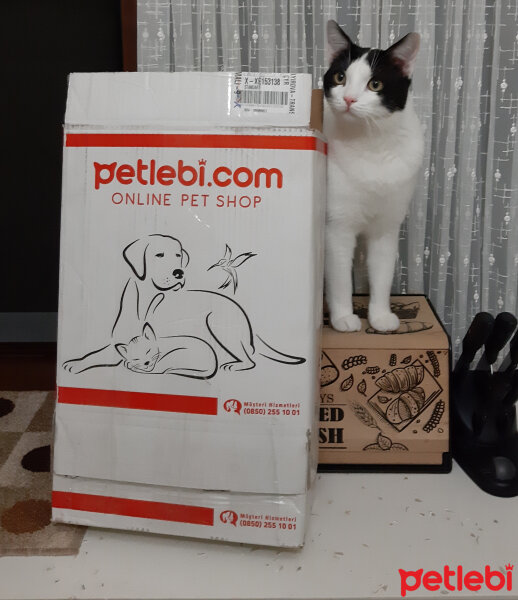 Tekir Kedi, Kedi  misket fotoğrafı