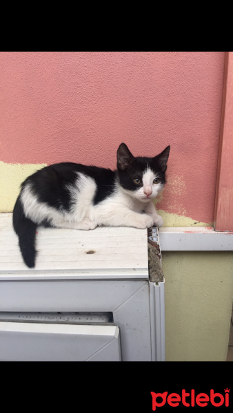 Tekir Kedi, Kedi  Karam fotoğrafı