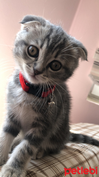 Scottish Fold, Kedi  Sakız fotoğrafı