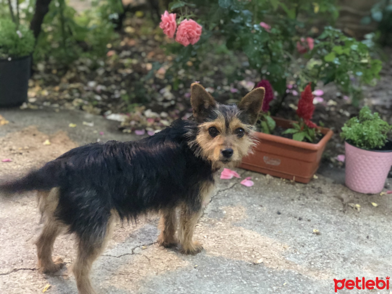 Yorkshire Terrier, Köpek  Lucifer fotoğrafı