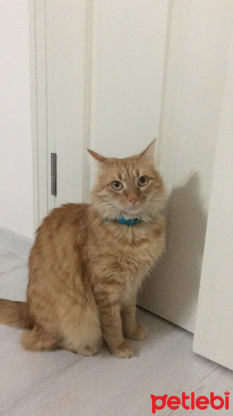 Sarman, Kedi  Karamel fotoğrafı