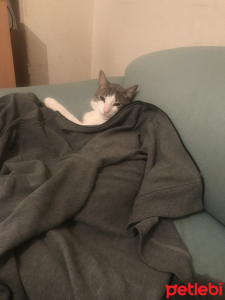 Tekir Kedi, Kedi  Trafo fotoğrafı