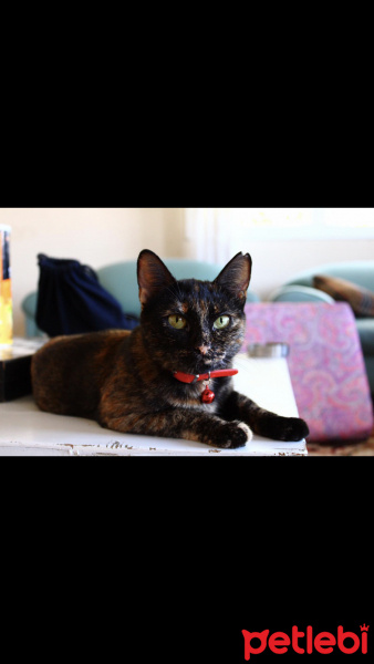 Tekir Kedi, Kedi  Pekmez fotoğrafı