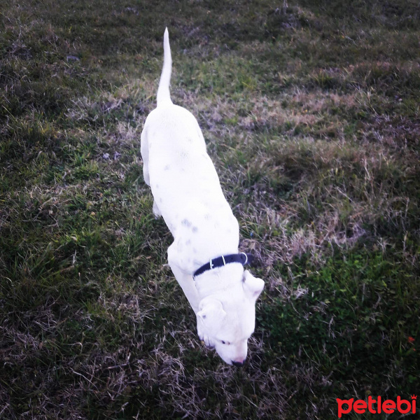 Dogo Arjantin, Köpek  Rodii fotoğrafı